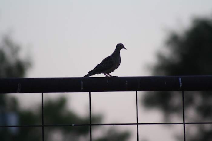 Hamilton County: Dove Capital of Texas